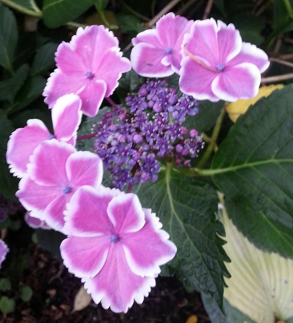  photo 20140720_105136-1_zps42rvn3dl.jpg